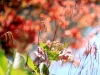 2014.10.19_-_Goshinkinuma_-_0004