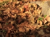 2014.10.19_-_Goshinkinuma_-_0096