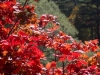 DSC00783