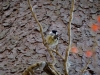 DSC00795
