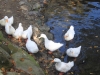 2014.10.26_-_Nasu0012