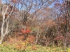 2014.10.26_-_Nasu0033