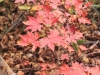 2014.10.26_-_Nasu0101