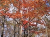2014.10.26_-_Nasu0106