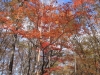 2014.10.26_-_Nasu0107