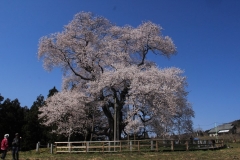 2014 Hanami