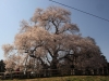 2014_Hanami-0016