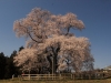 2014_Hanami-0017