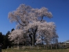 2014_Hanami-0018