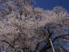 2014_Hanami-0019