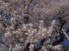 2014_Hanami-0020