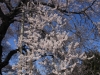 2014_Hanami-0021