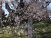 2014_Hanami-0022