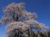 2014_Hanami-0026