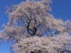 2014_Hanami-0027