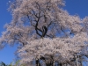 2014_Hanami-0028