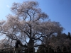 2014_Hanami-0038