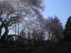 2014_Hanami-0039