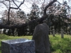 2014_Hanami-0043