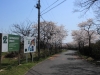 2014_Hanami-0057