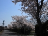 2014_Hanami-0058
