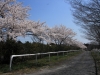 2014_Hanami-0059