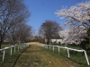 2014_Hanami-0060