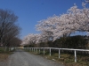 2014_Hanami-0061