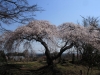 2014_Hanami-0064