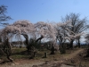 2014_Hanami-0065