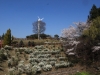 2014_Hanami-0068