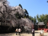 2014_Hanami-0073