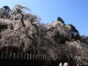 2014_Hanami-0074
