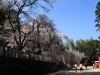 2014_Hanami-0075