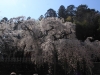 2014_Hanami-0078