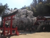 2014_Hanami-0080