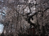 2014_Hanami-0081