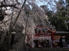 2014_Hanami-0082