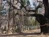 2014_Hanami-0083