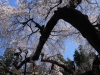 2014_Hanami-0084
