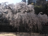 2014_Hanami-0085