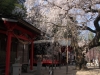 2014_Hanami-0086