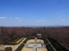 2014_Hanami-0090