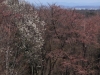 2014_Hanami-0096