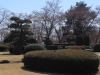 2014_Hanami-0101