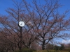 2014_Hanami-0110