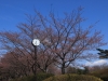2014_Hanami-0111