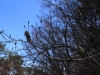 2014_Hanami-0118
