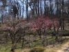 2014_Hanami-0129