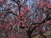 2014_Hanami-0130